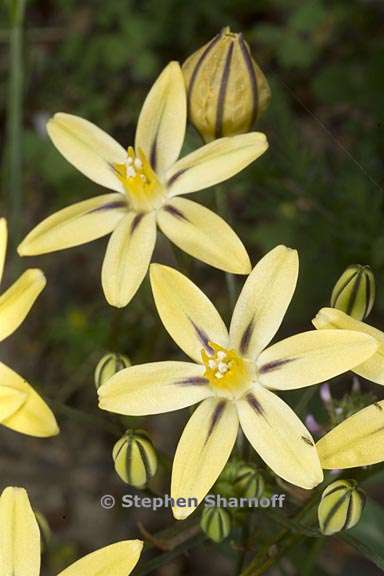 triteleia ixioides ssp scabra 4 graphic